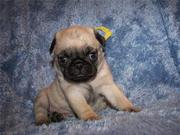 Adorable and cute pug puppies for new homes